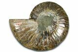 Cut & Polished Ammonite Fossil (Half) - Madagascar #364888-1